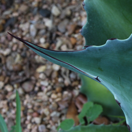 whale's tongue agave