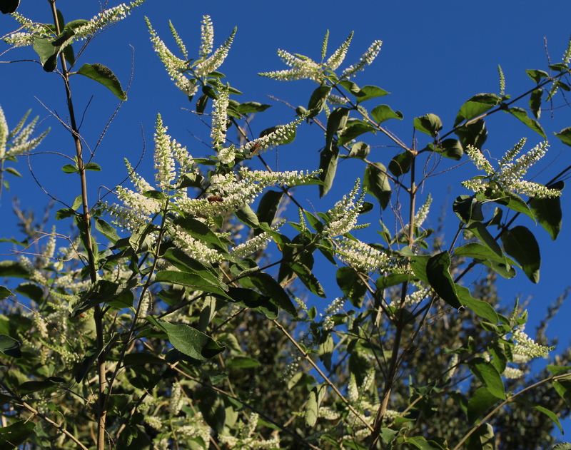 Aloysia virgata