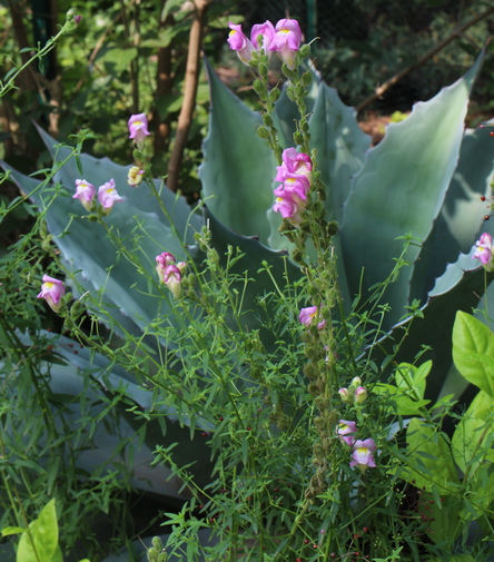Antirrhinum hispanicum