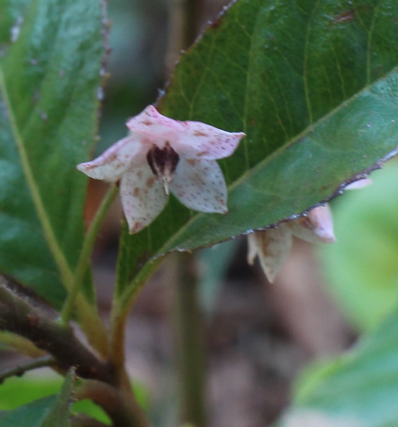 Japanese ardisia; marlberry