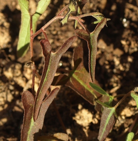 Aristolochia watsonii