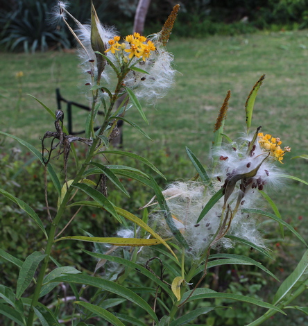 tropical milkweed; bloodflower