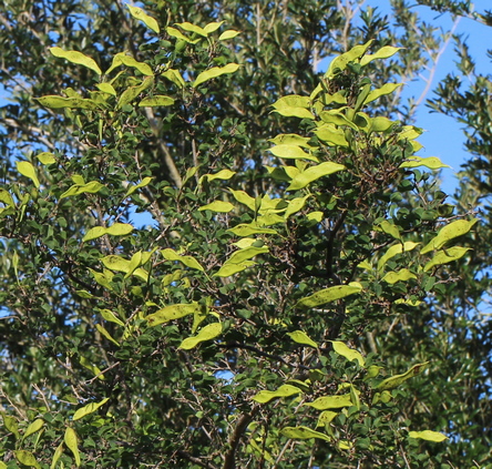 Bauhinia lunarioides