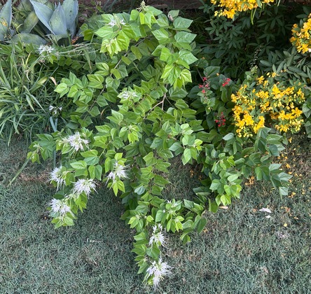 Bauhinia mexicana