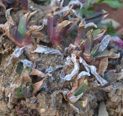 Bergeranthus vespertinus