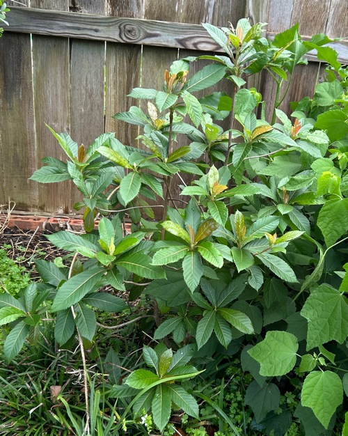 Clethra pringlei