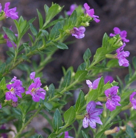 Mexican heather