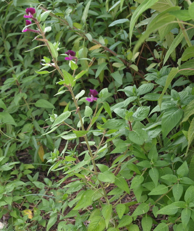 Cuphea viscosissima