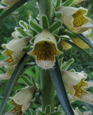 Digitalis ferruginea flower