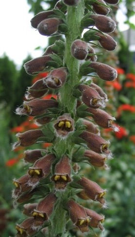 Digitalis parviflora flower