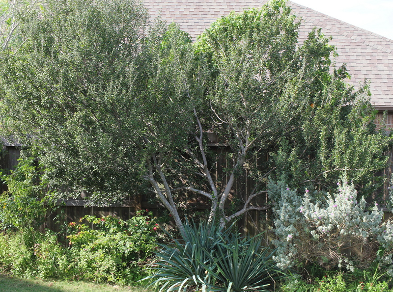 Diospyros texana
