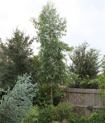 Eucalyptus citriodora
