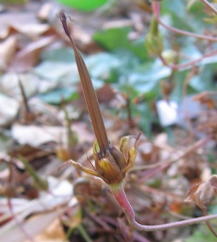 Geranium wallichianum 'Buxtons Variety'