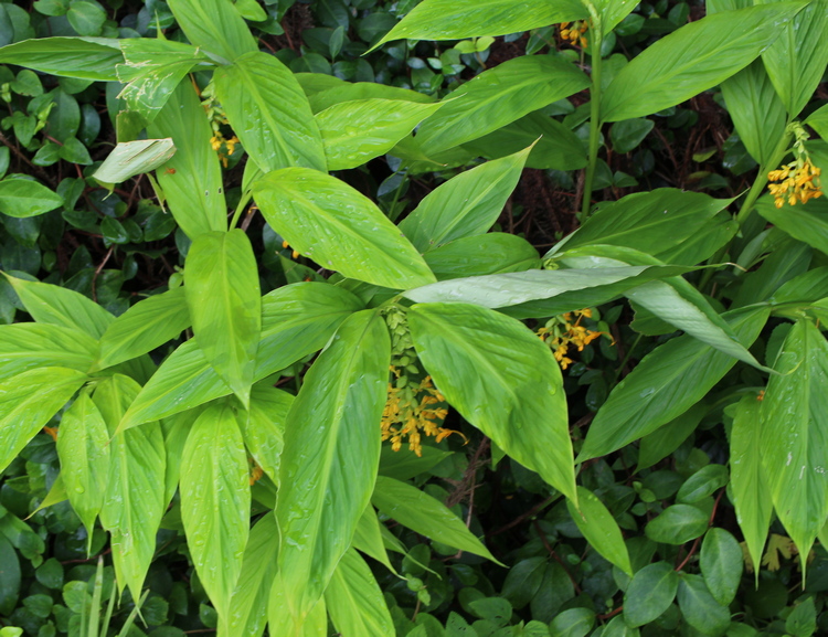 Globba schomburgkii