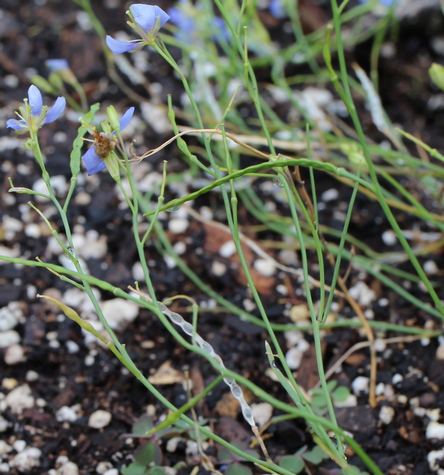 blue diamonds; false blue flax