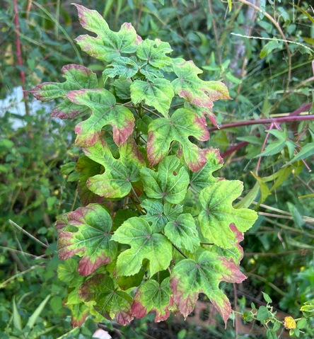 Hibiscus cameronii