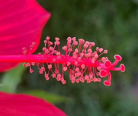 scarlet rose mallow