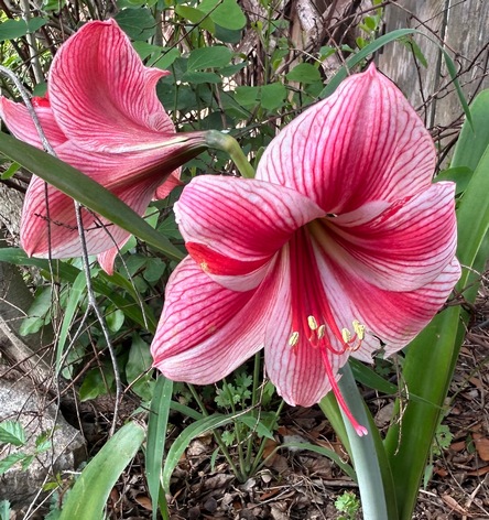 Hippeastrum hybrids