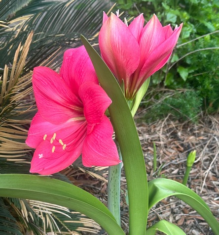 amaryllis