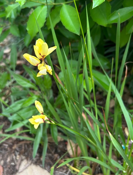 African corn lily