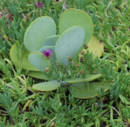 paddle plant, flapjacks