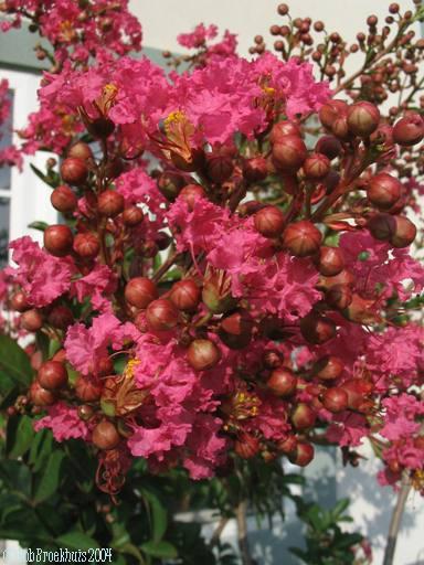 Lagerstroemia indica 'Rubra' and 'Red Rocket'