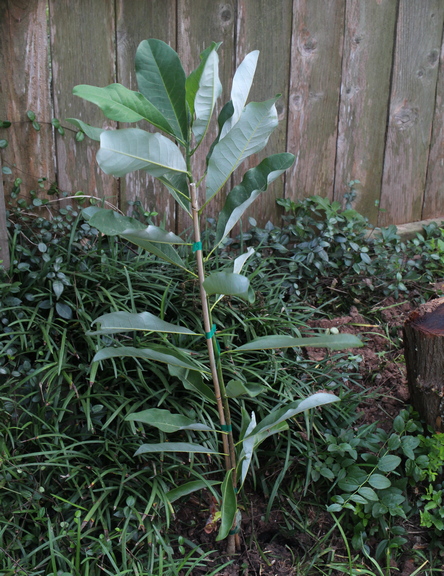sweetbay magnolia