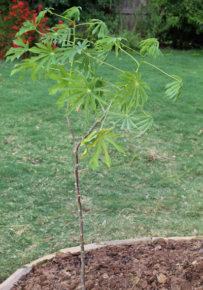 hardy tapioca tree