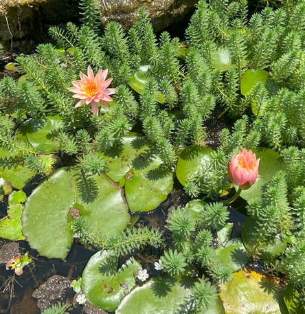 Nymphaea 'Colorado'