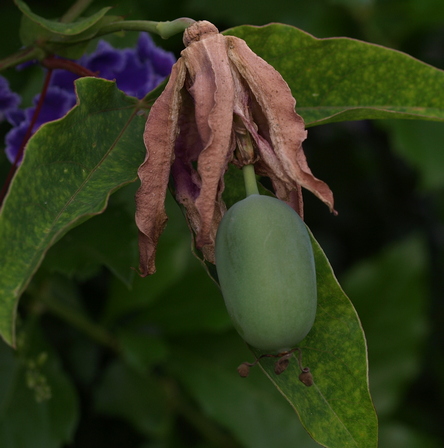 passionflower
