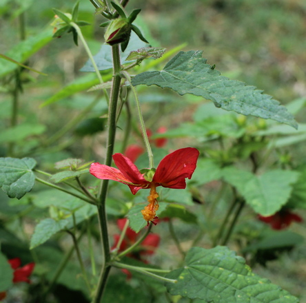 red mallow