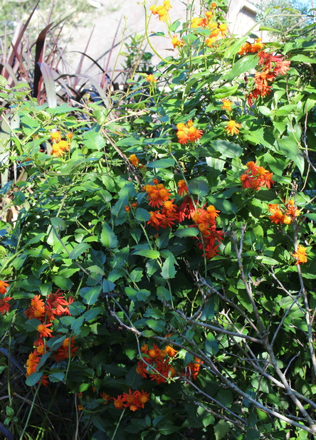 Mexican flame vine