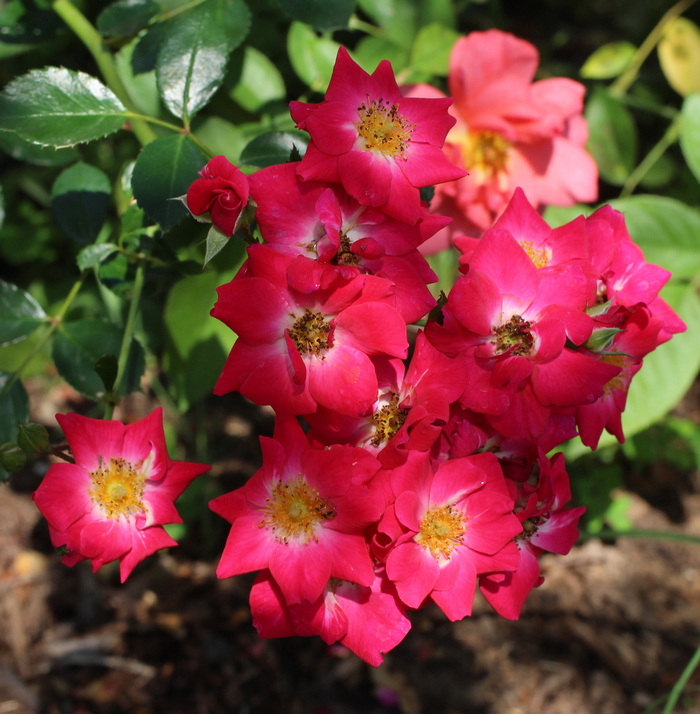 Rosa 'Crimson Meidiland'