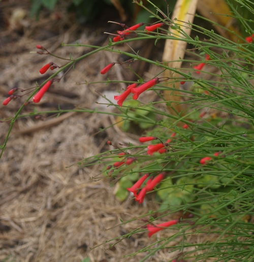 scarlet firecracker plant; coral plant