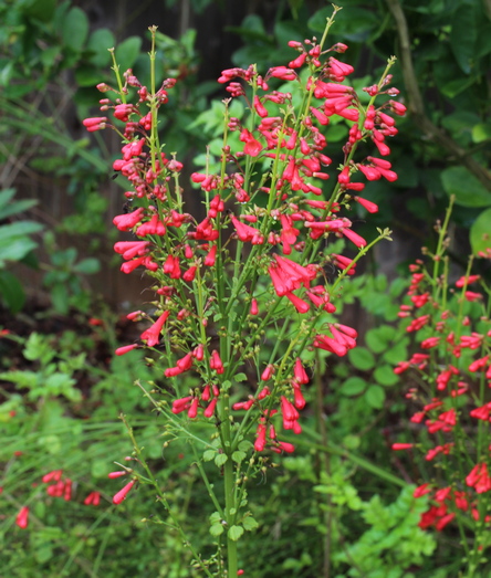 Russelia equisetiformis
