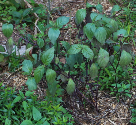 Salvia pansamalensis