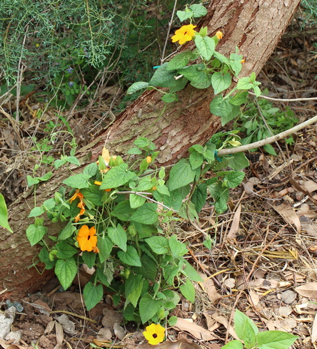 black-eyed susan vine