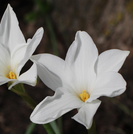 rain lily; giant prairie lily