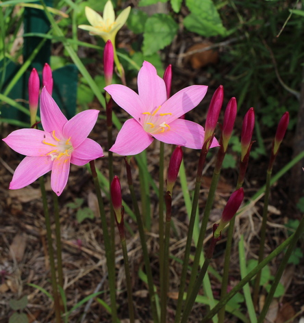 pink rain lily