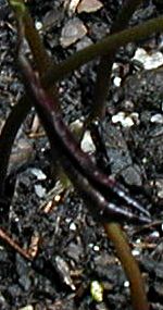 Pinellia cordata Emerging Leaf