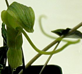Pinellia cordata Inflorescence Close-up
