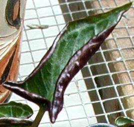 Pinellia cordata Unfolding Leaf