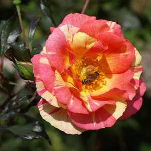 Rosa 'Citrus Splash': floribunda rose