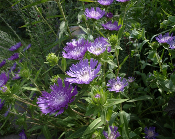 Stokesia laevis 'Purple Parasols': Stokes' aster, cornflower aster