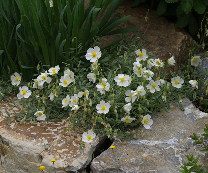 Helianthemum apenninum: white rock rose