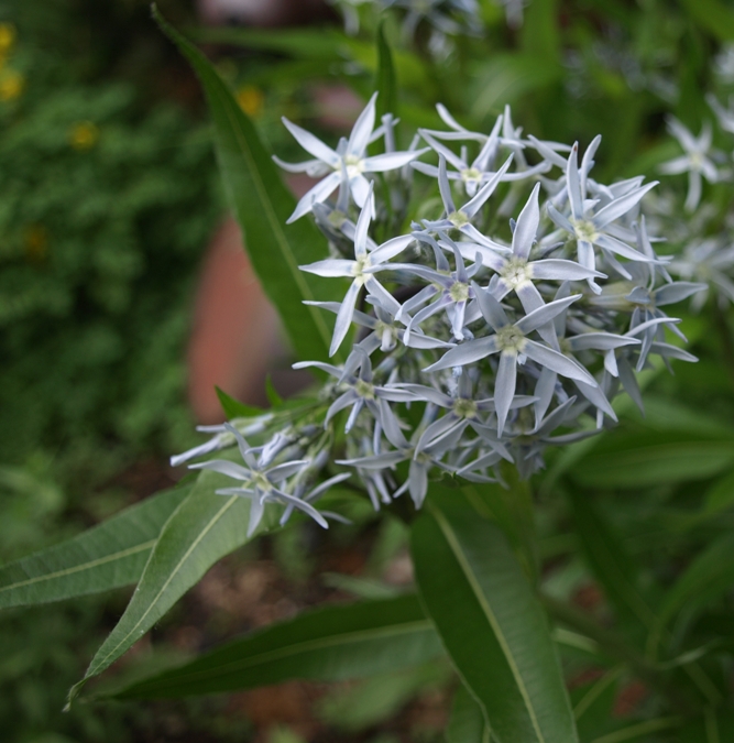 Amsonia illustris: Ozark blue stars