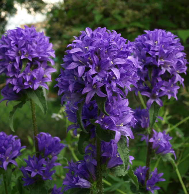 Birthe Sandgreen: Purple Perennial Flowers List / Best 6 Purple ...